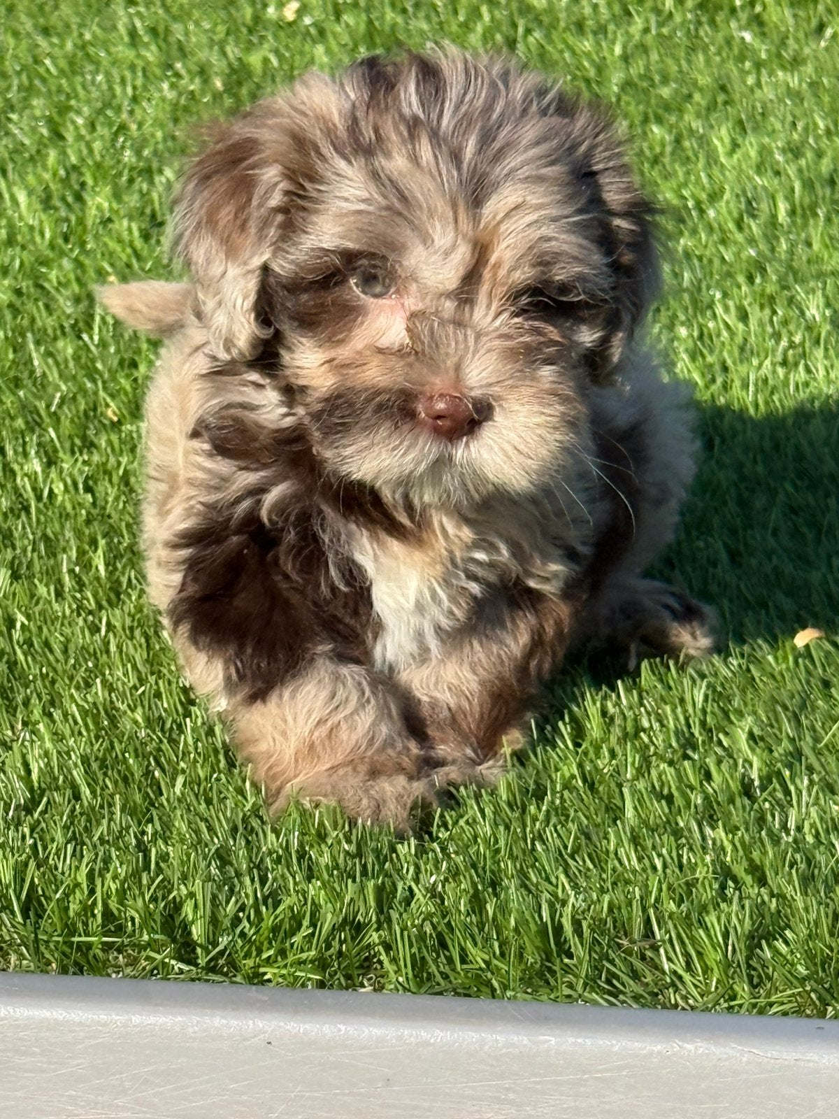Boomer maltezer poedel shih tzu maltipoo pups