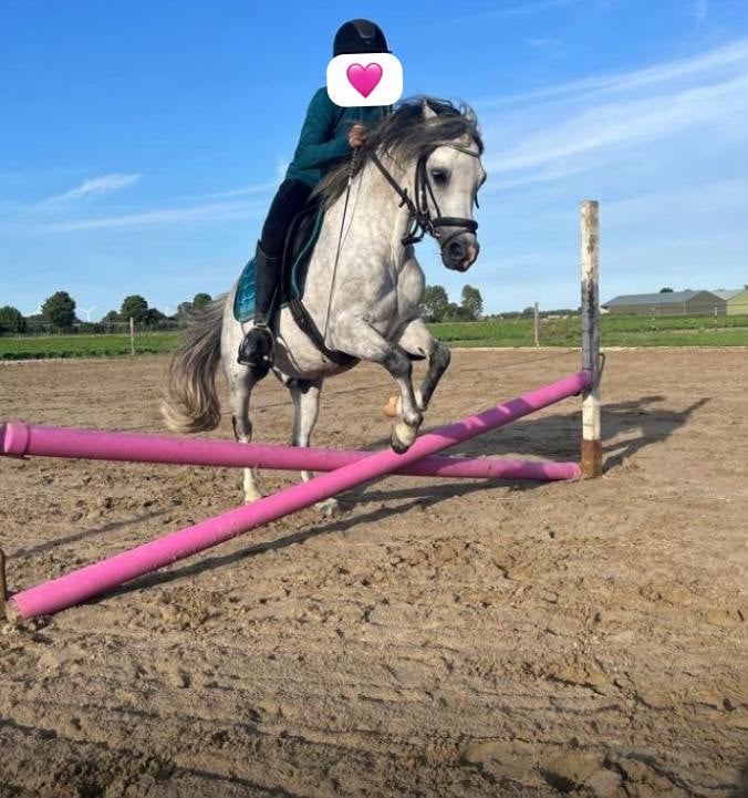 Lieve c  pony, Met stamboom, Ruin, C pony (1.27m tot 1.37m), 11 jaar of ouder