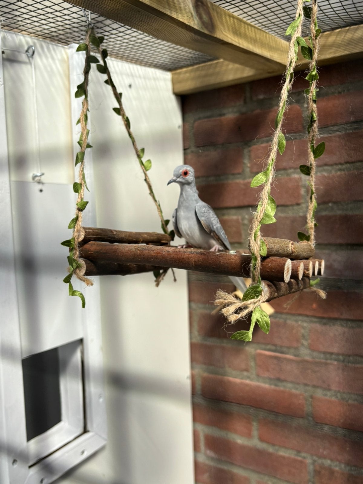 Diverse vogels., Meerdere dieren, Geringd