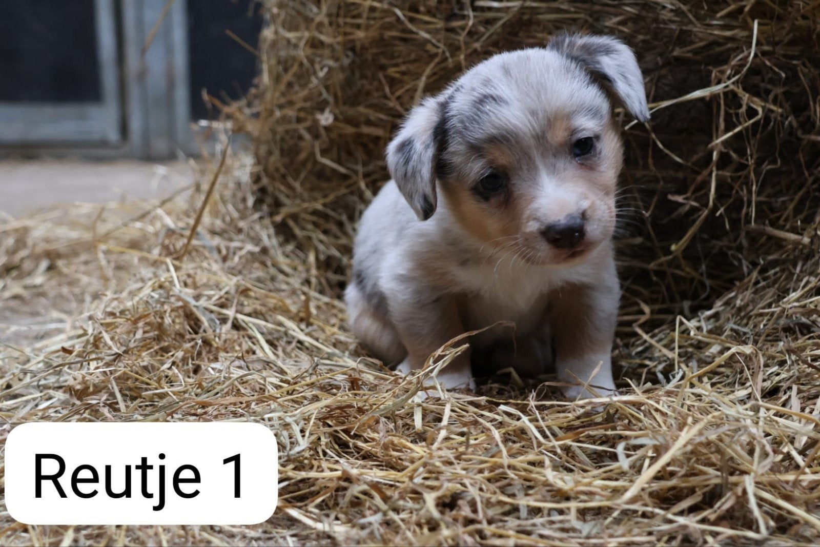 Mooi nestje corgi cardigans, 8 tot 15 weken, Meerdere, Meerdere dieren, Herder
