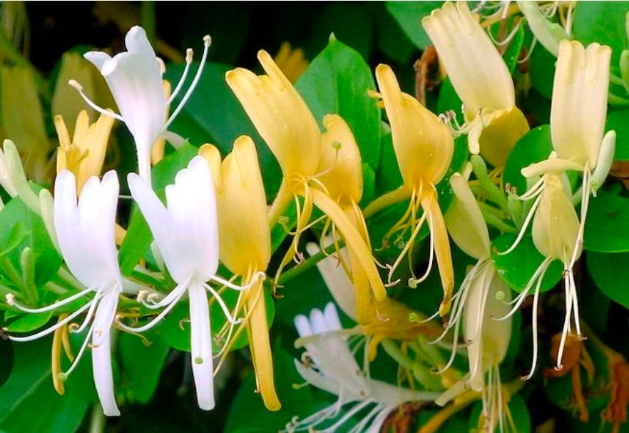 Kamperfoelie (Lonicera) - Klimplant met geurende bloemen, Tuin en Terras, Planten | Tuinplanten, Volle zon, Vaste plant, Ophalen of Verzenden