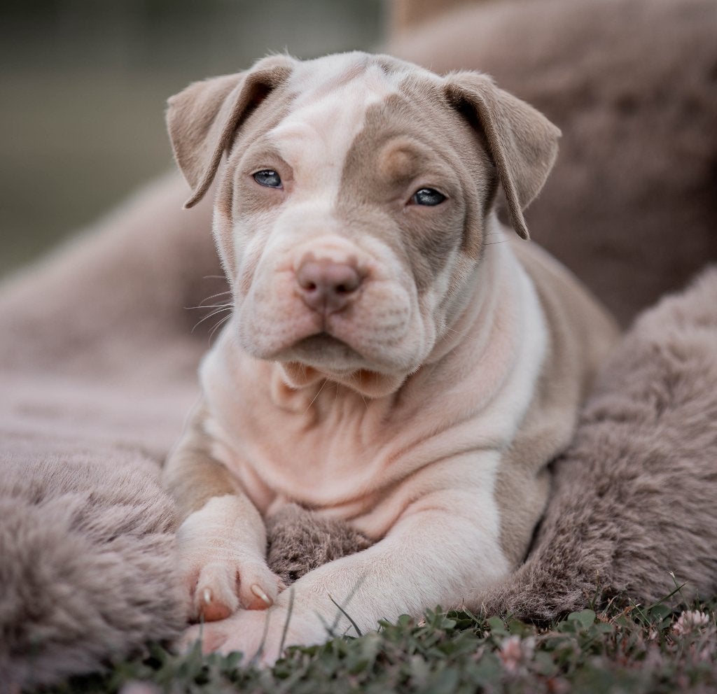 Bully xl pup 6 weken oud , lilac tri, België, Fokker | Hobbymatig, Overige rassen, 8 tot 15 weken