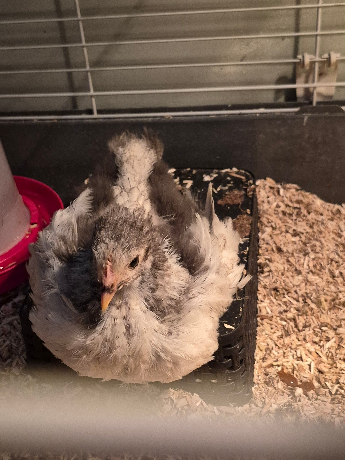 Mooie Lieve Orpingtons, Dieren en Toebehoren, Meerdere dieren, Kip