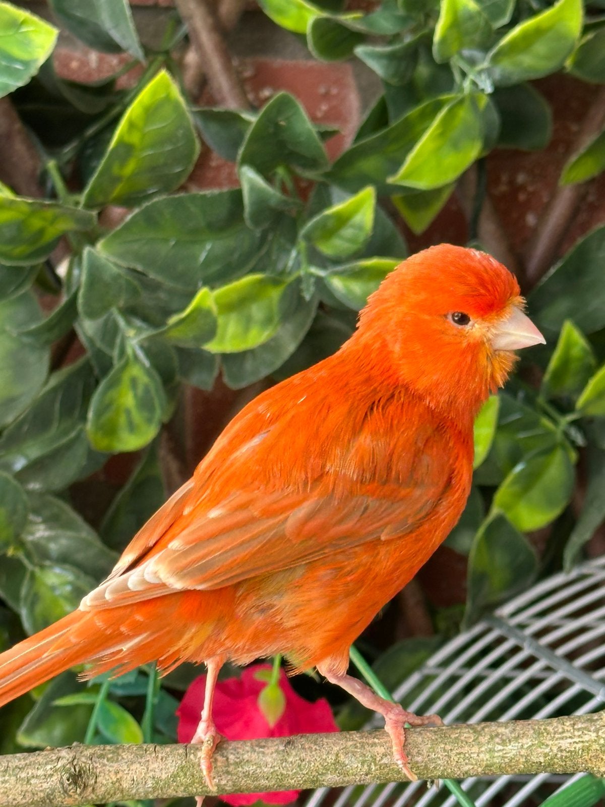 Rode kanarie pop, Dieren en Toebehoren, Vrouwelijk, Kleurkanarie