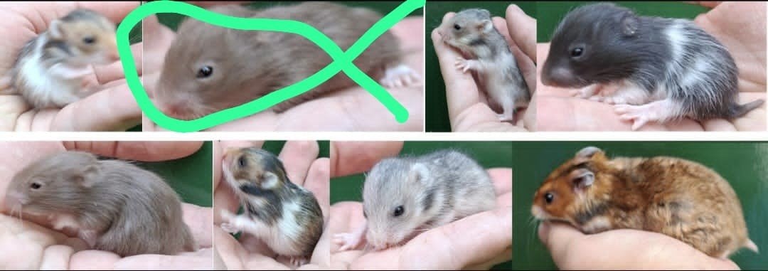 Kindvriendelyke Syrische hamsters goudhamster van hobbyfokke, Dieren en Toebehoren, Knaagdieren, Hamster, Juni, Mannelijk, Tam