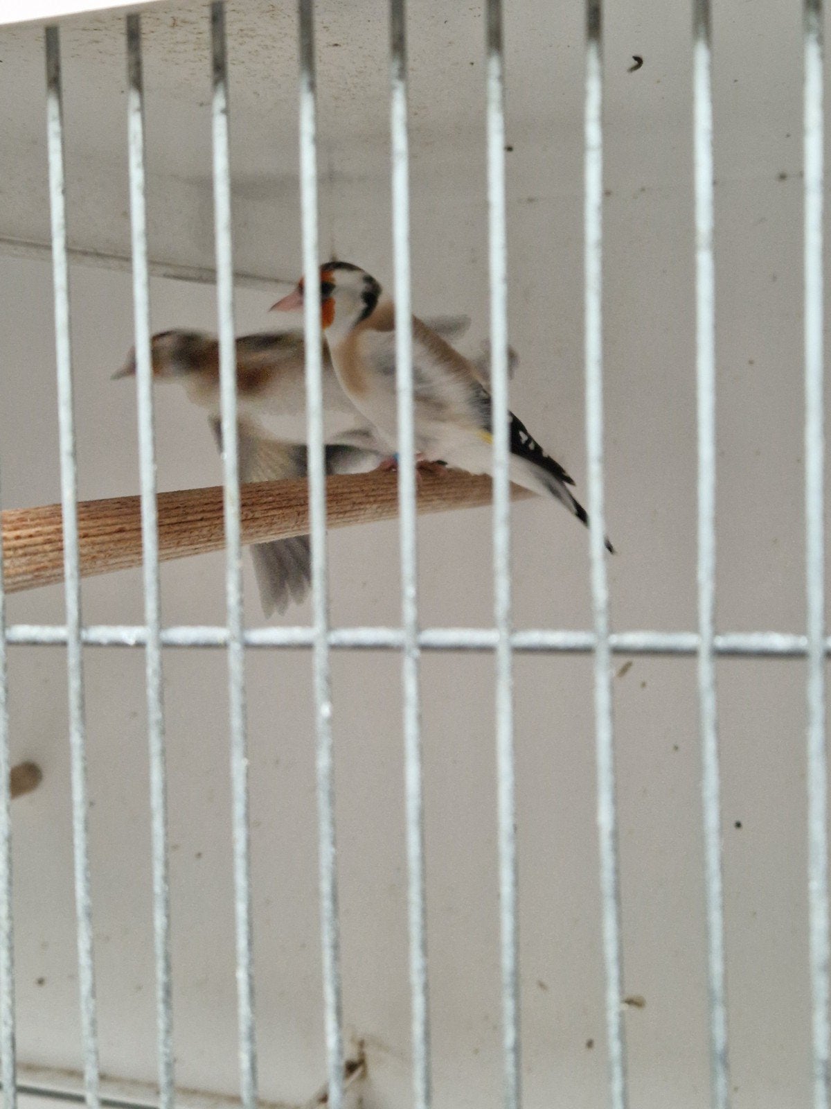 mooie majoor putters., Dieren en Toebehoren