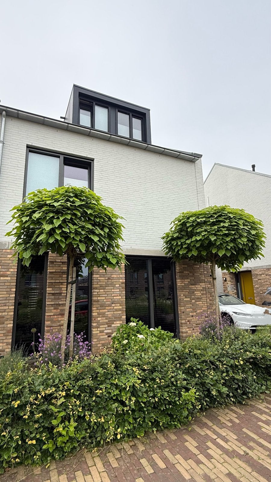 2 x Bolcatalpa samen voor €100,00, Tuin en Terras, Planten | Bomen, Bloeit niet, 250 tot 400 cm, Ophalen, Volle zon