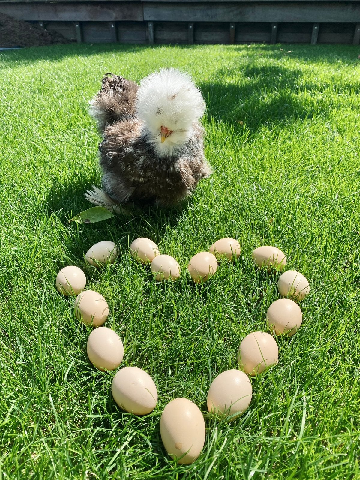 USA Zijdehoen broedeieren Choco Mottled, Dieren en Toebehoren, Pluimvee, Geslacht onbekend, Kip