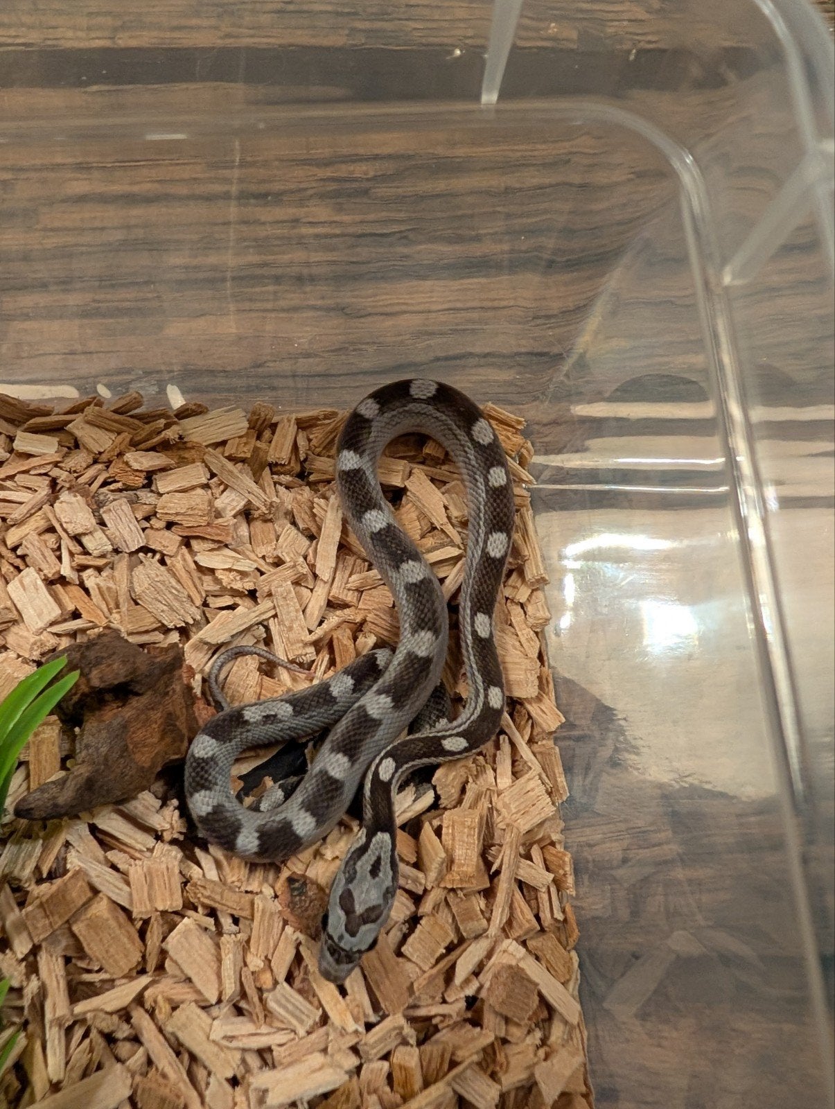 Super mooie korenslangen (genen bommetjes) Corn Snake photo 16