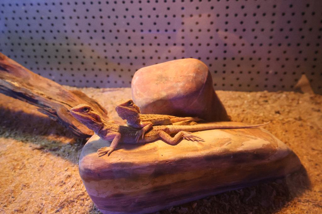 Pogona vitticeps “Fancy Nancy” Bearded Dragon - unknown for sale from Aquadeco