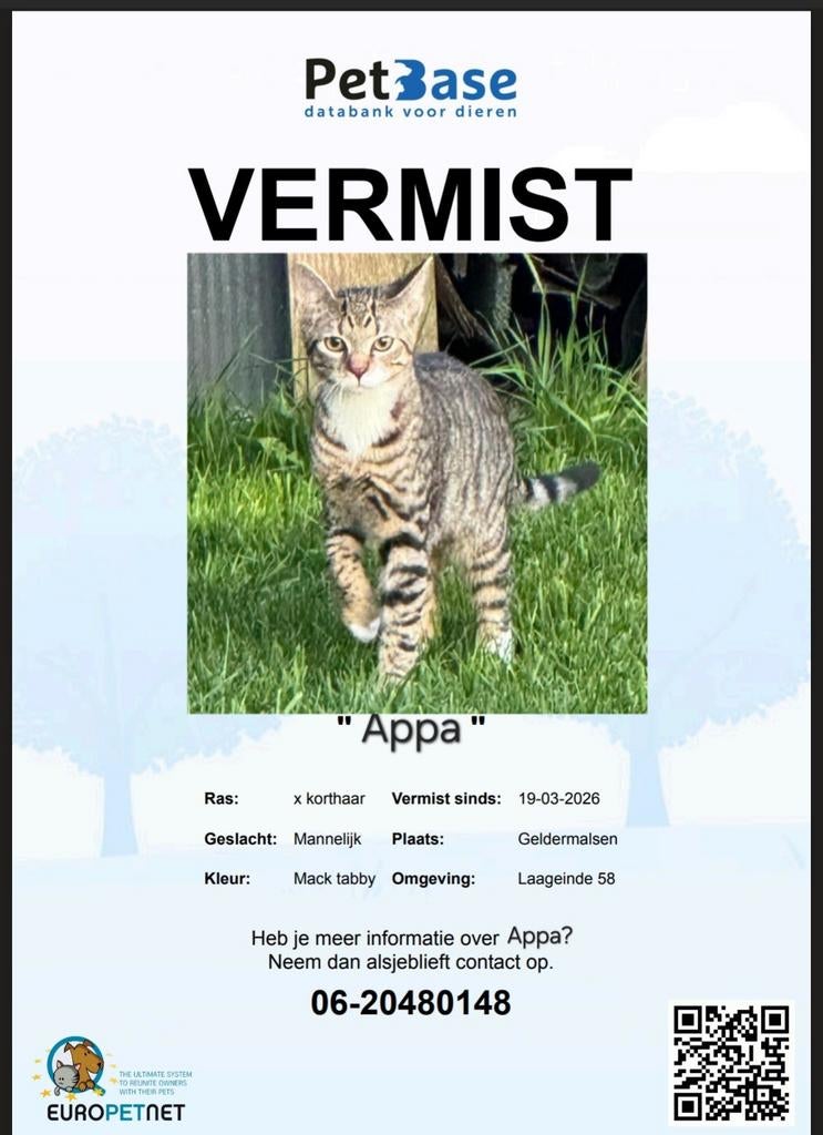 VERMIST: kat regio Geldermalsen/ Meteren. Gechipt., Kater