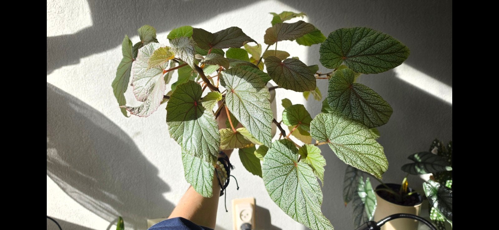 Begonia Sinblad stekken, Ophalen of Verzenden, Halfschaduw, Minder dan 100 cm