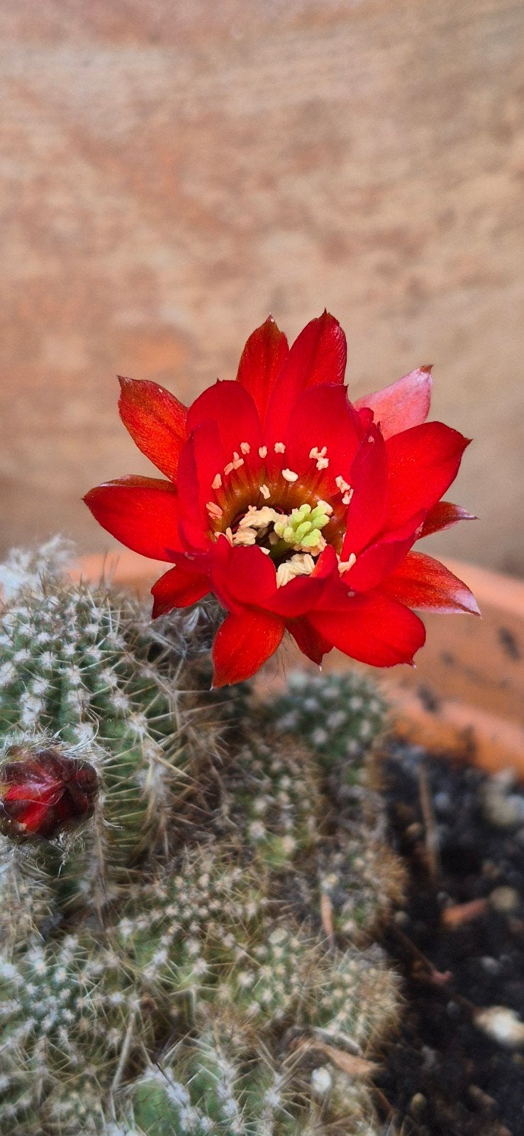 Bloeiende Roos (Cactus), Ophalen of Verzenden
