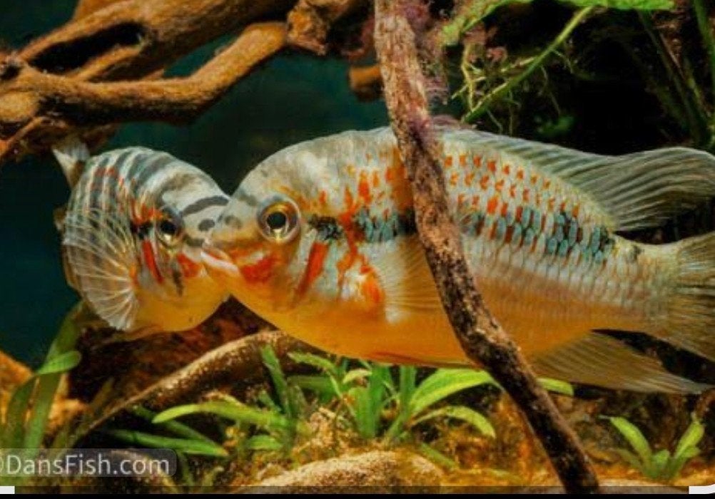 te koop koppel krobia xinguensis, Dieren en Toebehoren, Vissen | Aquariumvissen, Vis, Zoetwatervis
