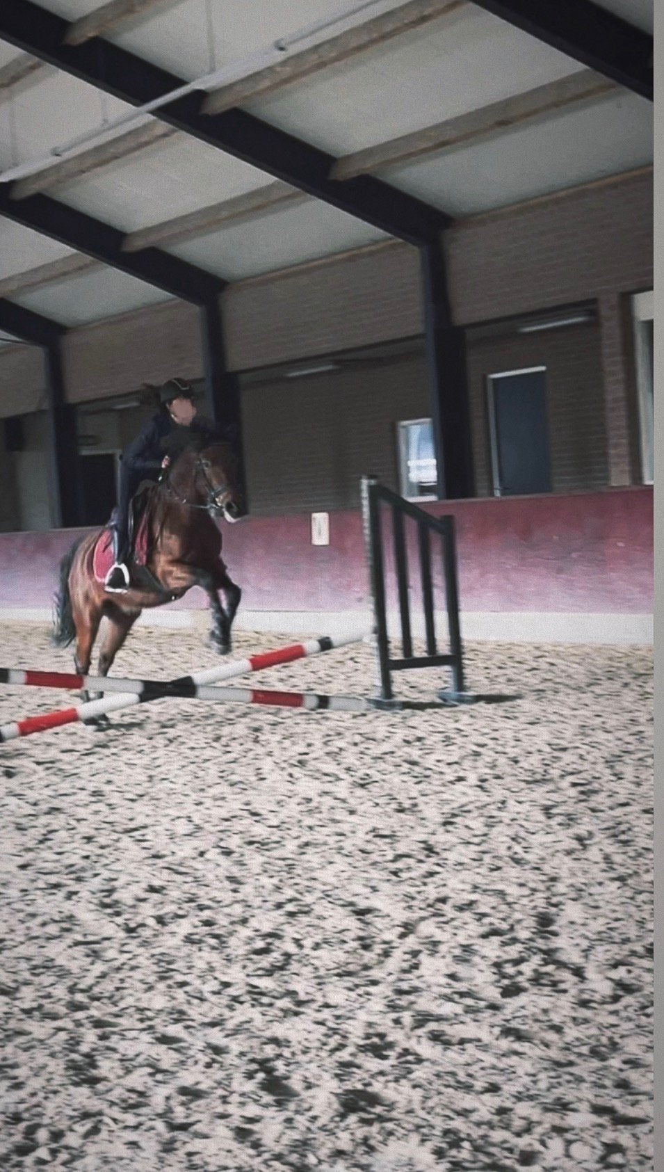 Lease pony gezocht ter verplaatsing.