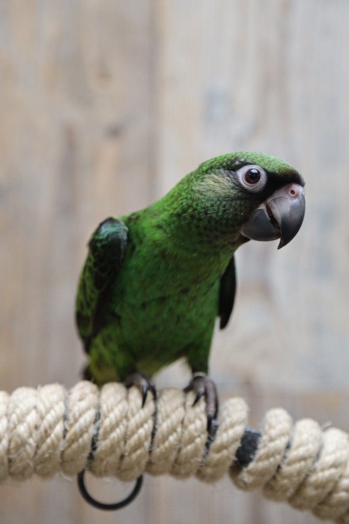 Lief | Jonge Baby Jardine Papegaai | Getest | Handtam, Meerdere dieren, Papegaai, Pratend