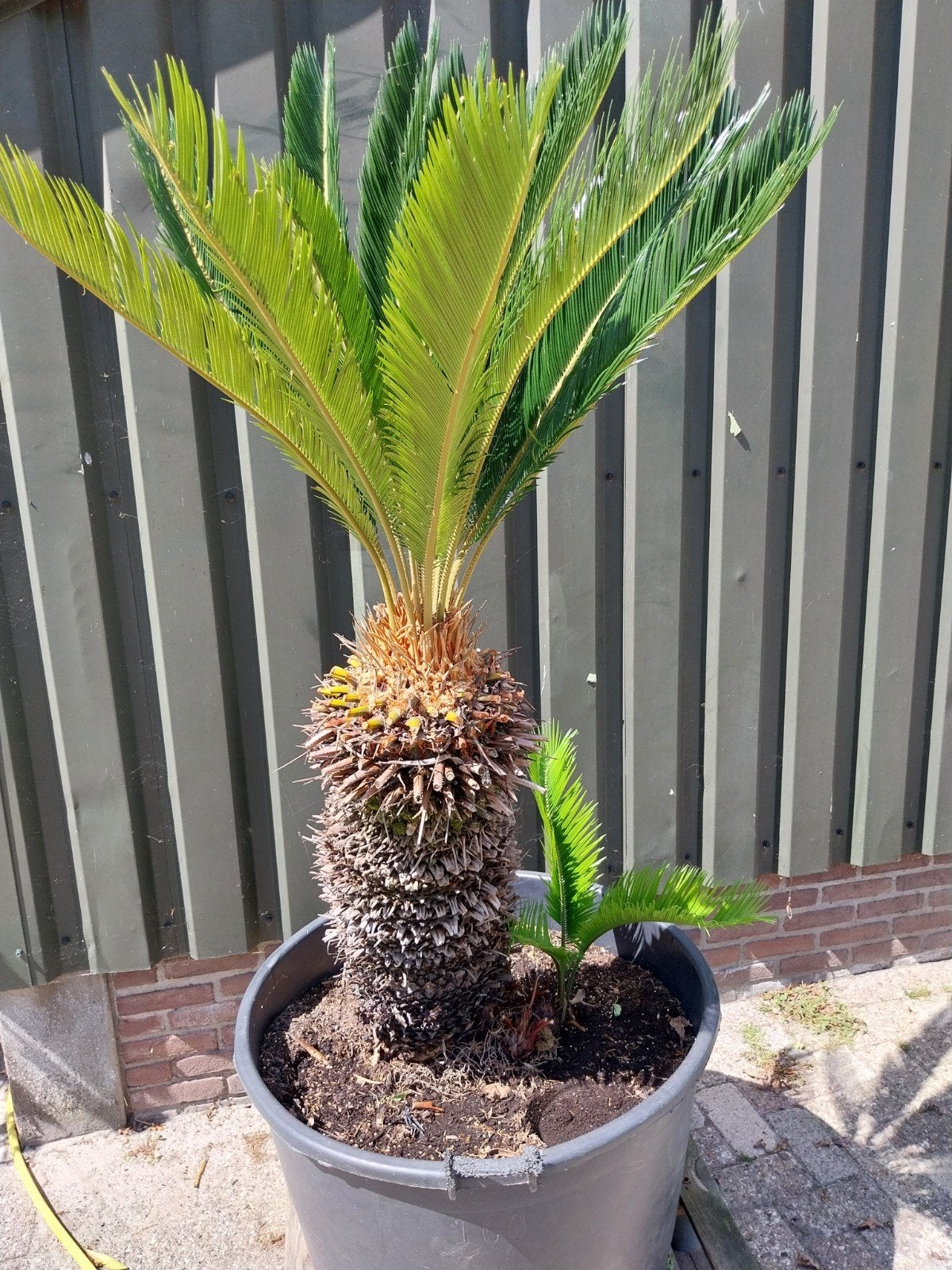 Cycas Revoluta - Japanse Sagopalm, Volle zon, Vaste plant, Bloeit niet, Ophalen