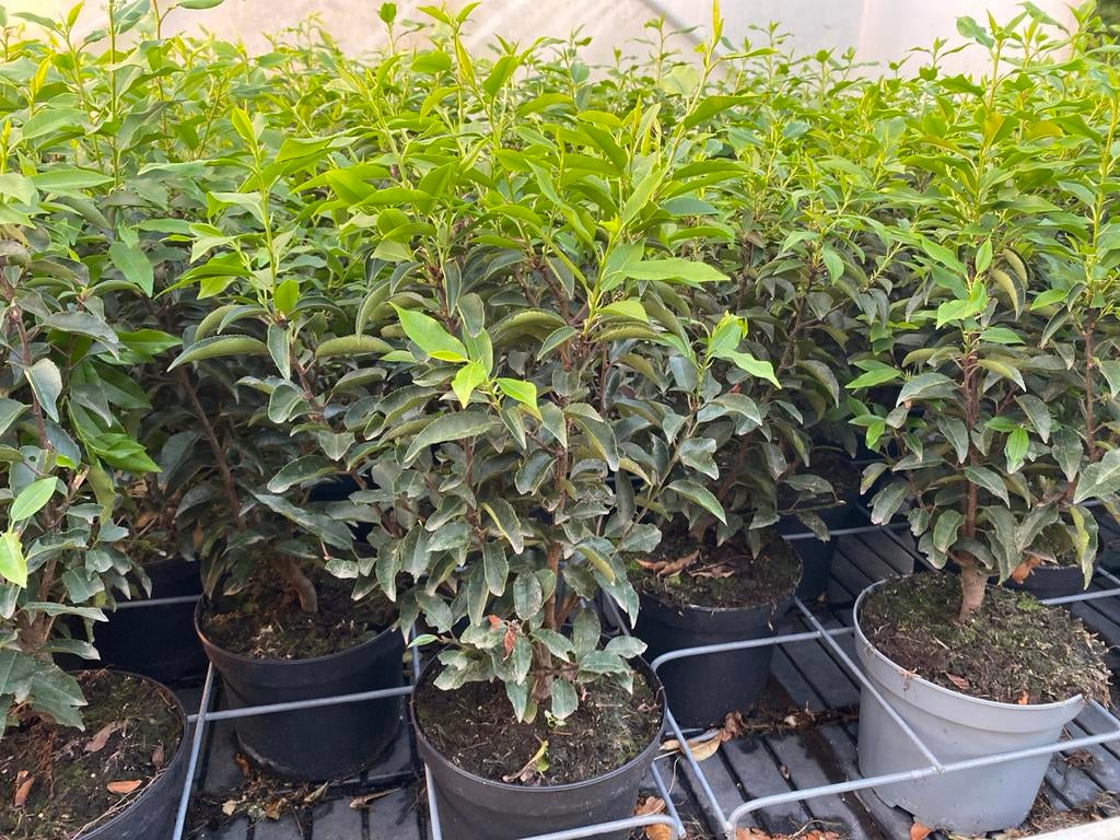 Portugese laurier 50/60 cm hoog, Vaste plant, Bloeit niet, Halfschaduw, Ophalen