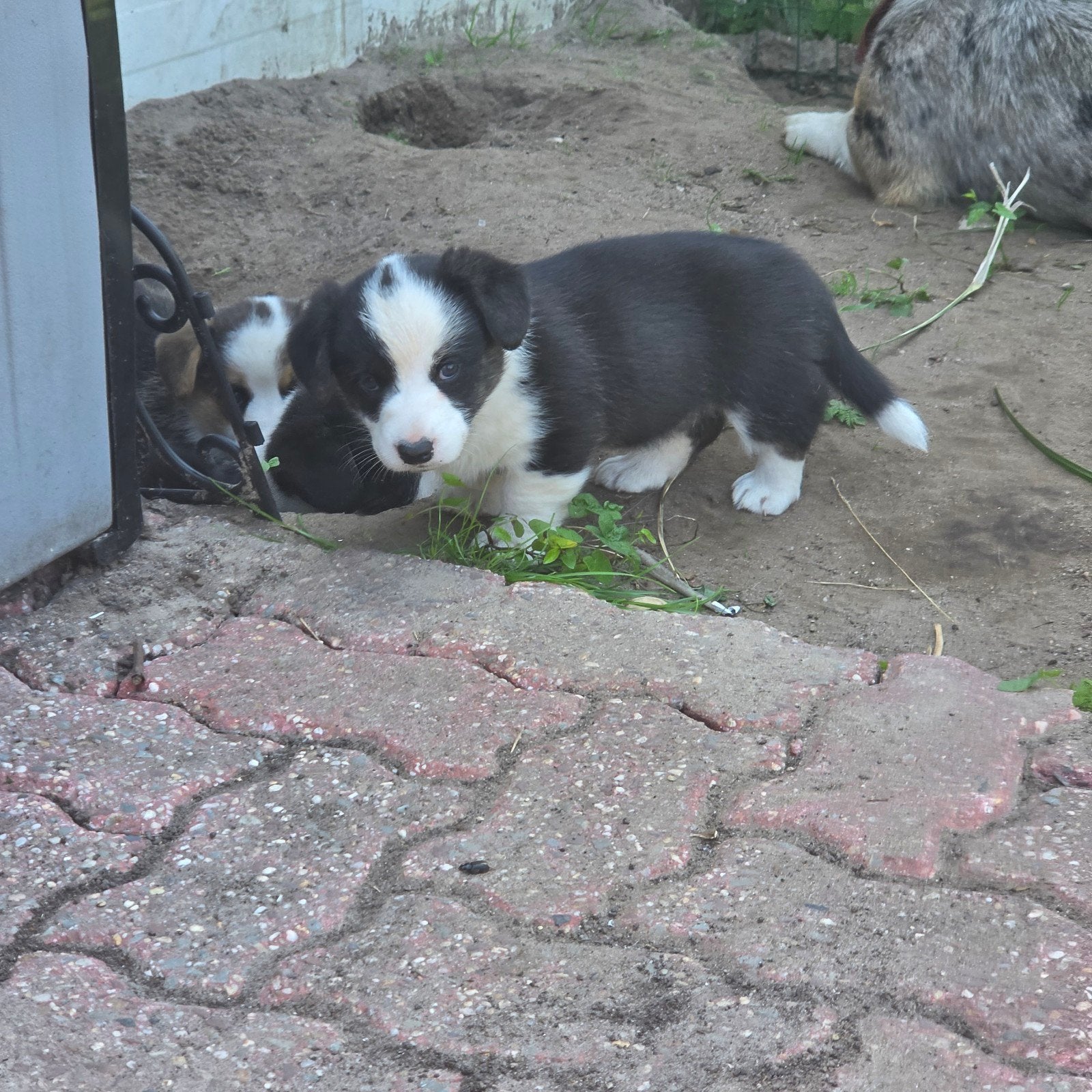 Welsh Corgi Cardigan pups, Parvo, Overige rassen, 8 tot 15 weken, Meerdere