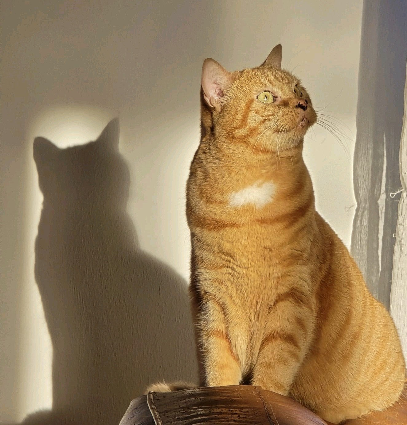 Lieve rode poes (zeldzaam), Dieren en Toebehoren, Poes, Kortharig, 6 jaar of ouder
