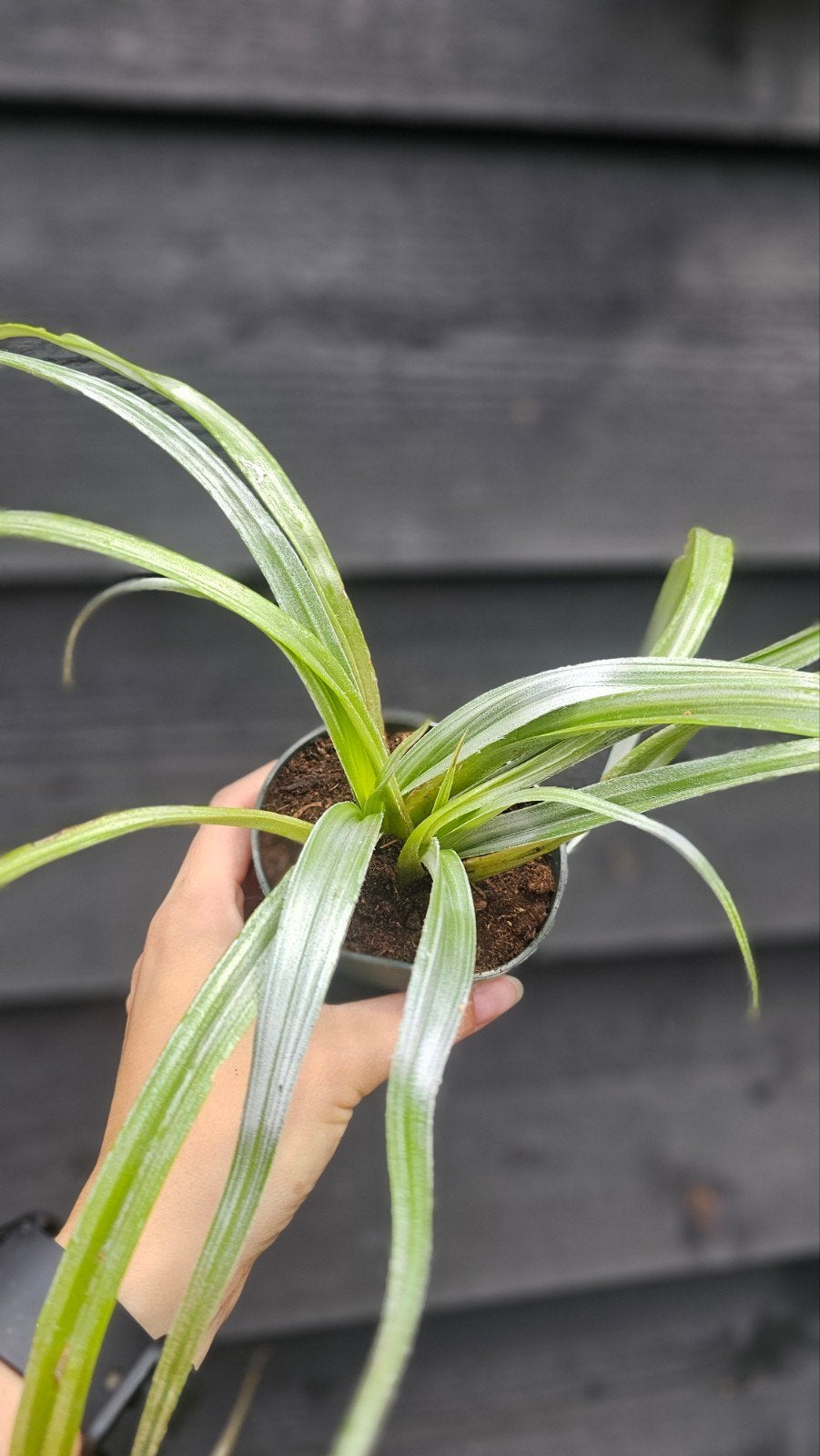Astelia 2x, Ophalen, Volle zon, Vaste plant, Siergrassen