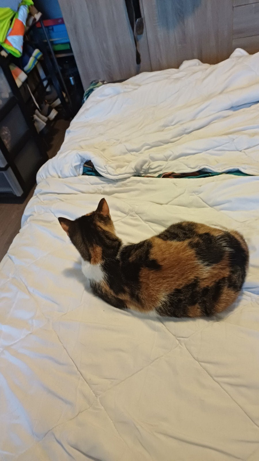 goed tehuis gezocht voor een lapjespoesgoed te, Kater, 6 jaar of ouder