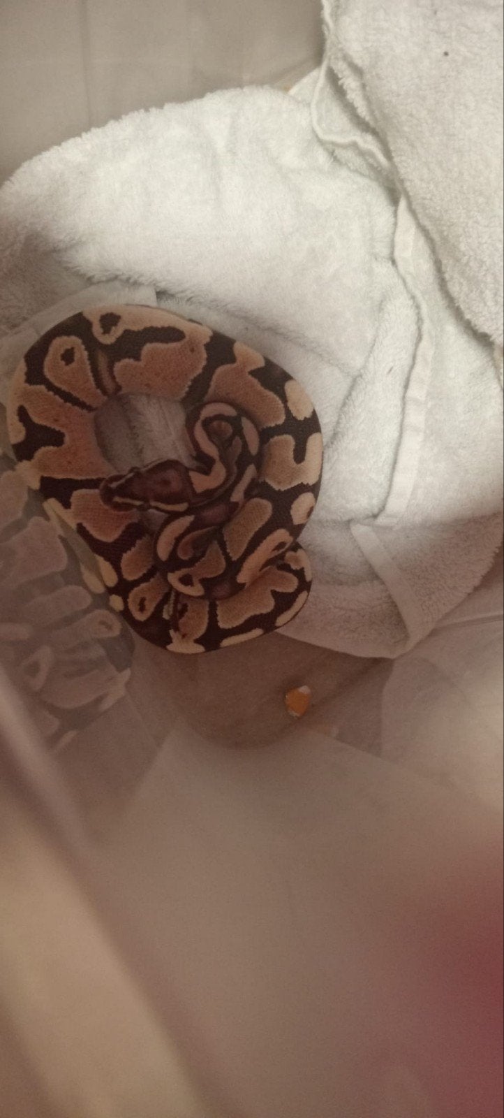 2 ball pythons vrouwtjes Ball Python - female for sale from amelie