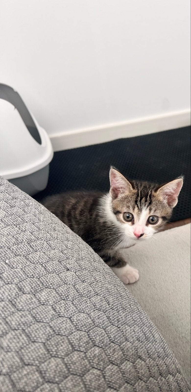 📌 Lees de advertentie goed! 🐾, Poes