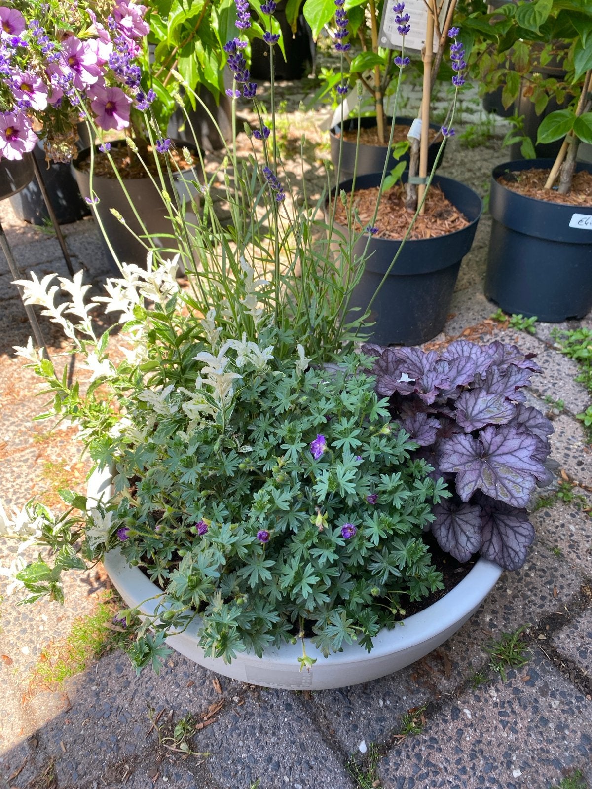 Schaal met vaste planten, Tuin en Terras, Bloembakken en Plantenbakken, Ophalen, Overige materialen, Balkon, Minder dan 60 cm