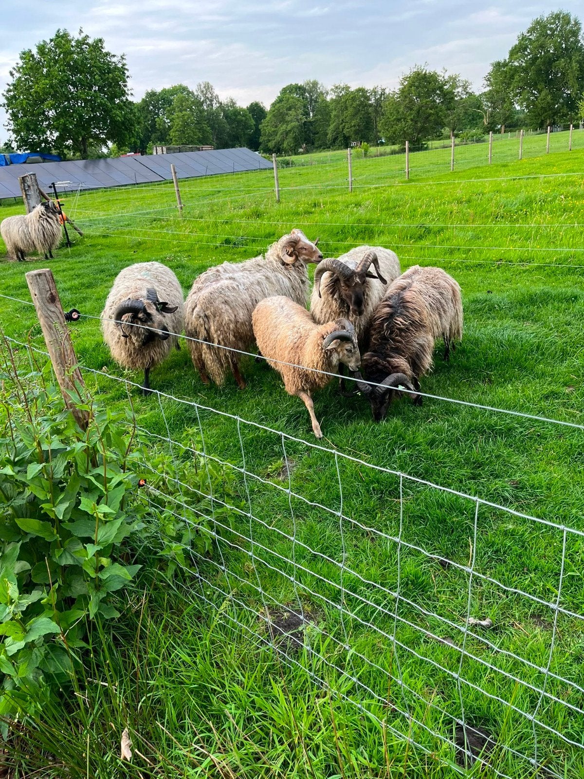 Drentse Heideschapen rammen, Mannelijk, Schaap