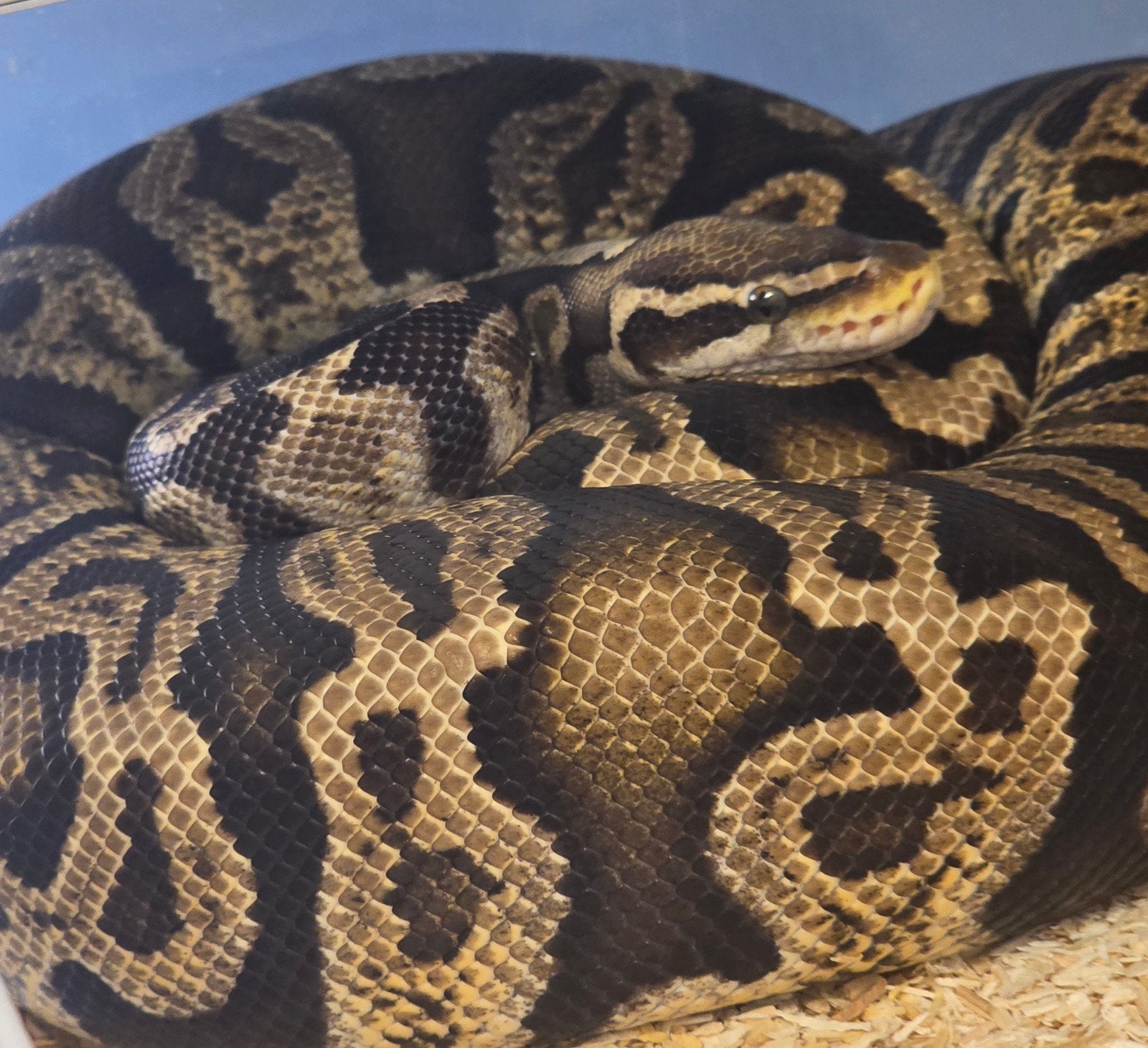 Ballpython- python regius- koningspython, Dieren en Toebehoren, Slang, Tam, 3 tot 6 jaar