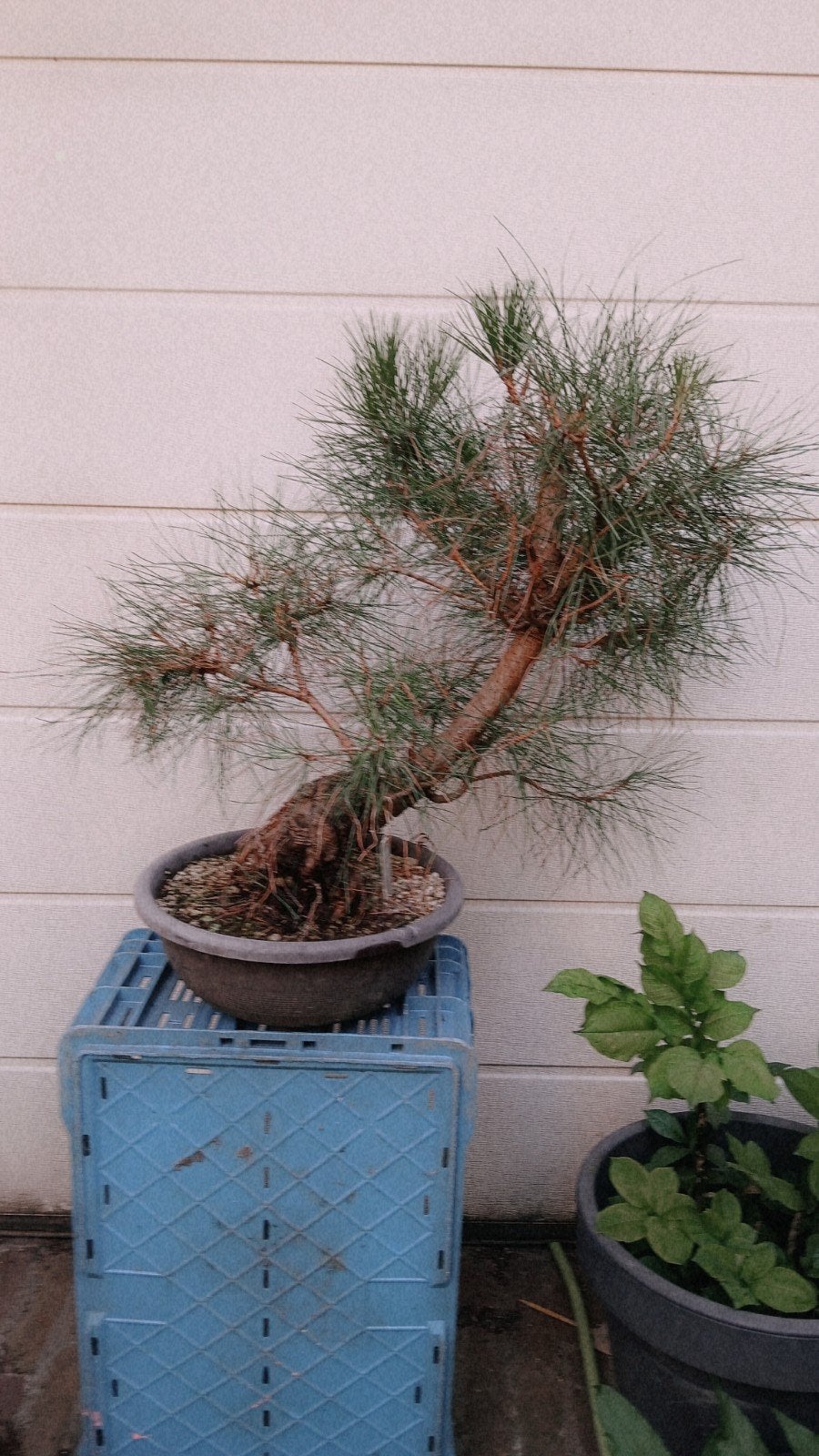 pinus densiflora, japanse rode den, pre bonsai, Tuin en Terras, Planten | Bomen, Bloeit niet, Minder dan 100 cm, Volle zon, In pot