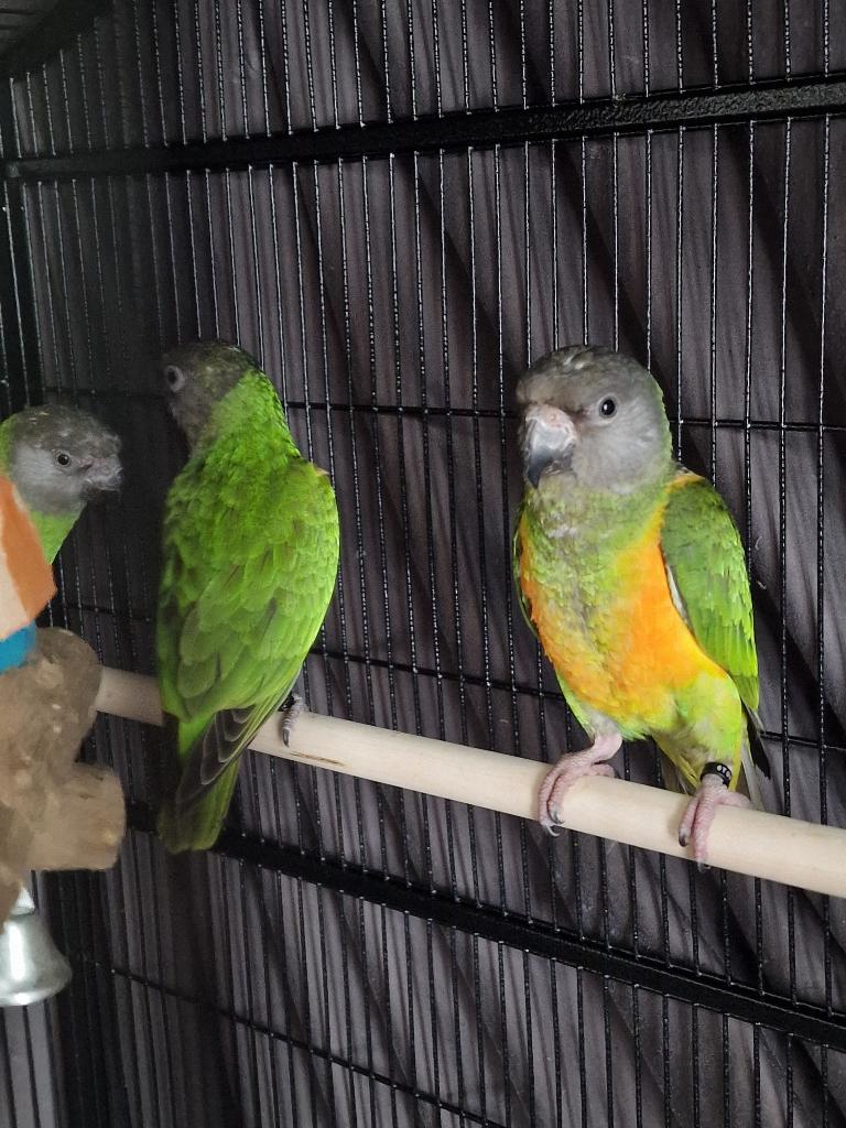 3 bonte boeren, Dieren en Toebehoren, Vogels | Parkieten en Papegaaien, Meerdere dieren, Papegaai, Geringd