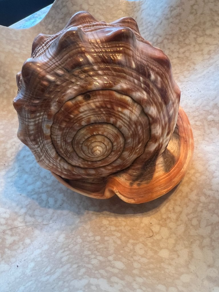 Grote Helmschelp / Cameo schelp (Cypraecassis Rufa), Ophalen of Verzenden, Schelp(en)