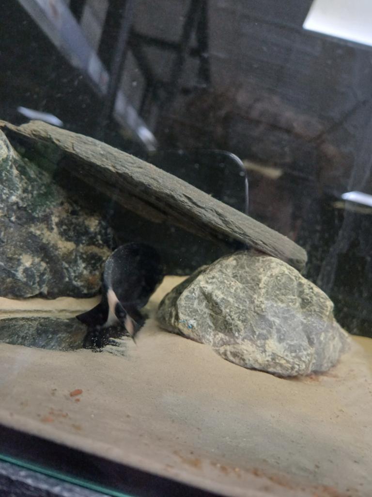 Black ghost mesvis, Dieren en Toebehoren, Vissen | Aquariumvissen, Vis