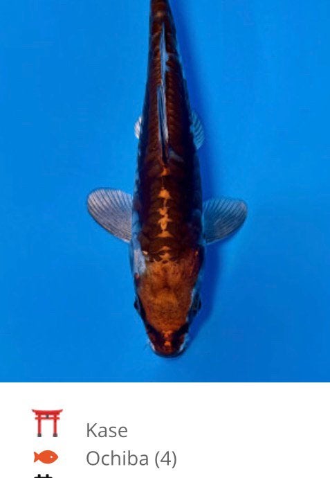 HQ Tosai koi’s, Karper of Koi