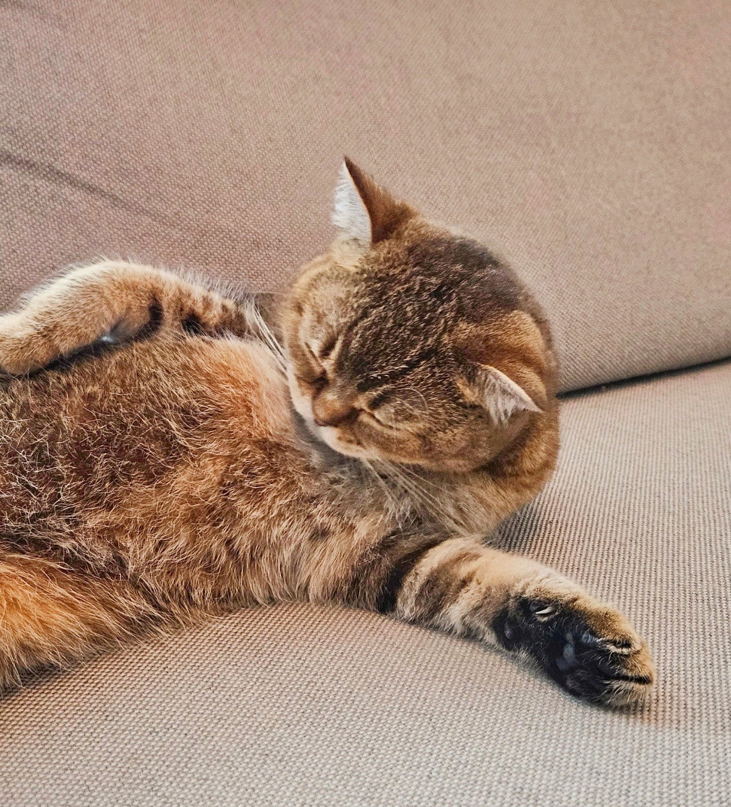 Britse Korthaar poes zoekt lief kattenvrouwtje (herplaatser)