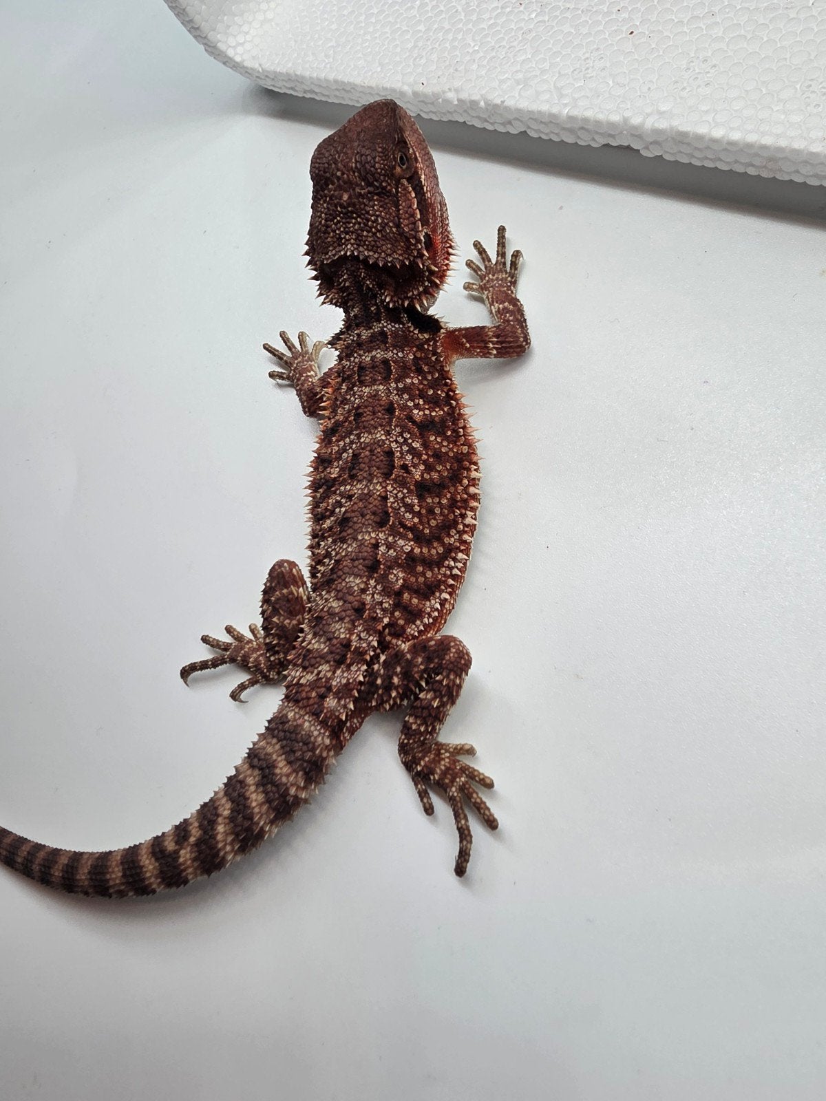 Baardagaam dark red monster het hypo vrouw Bearded Dragon photo 2