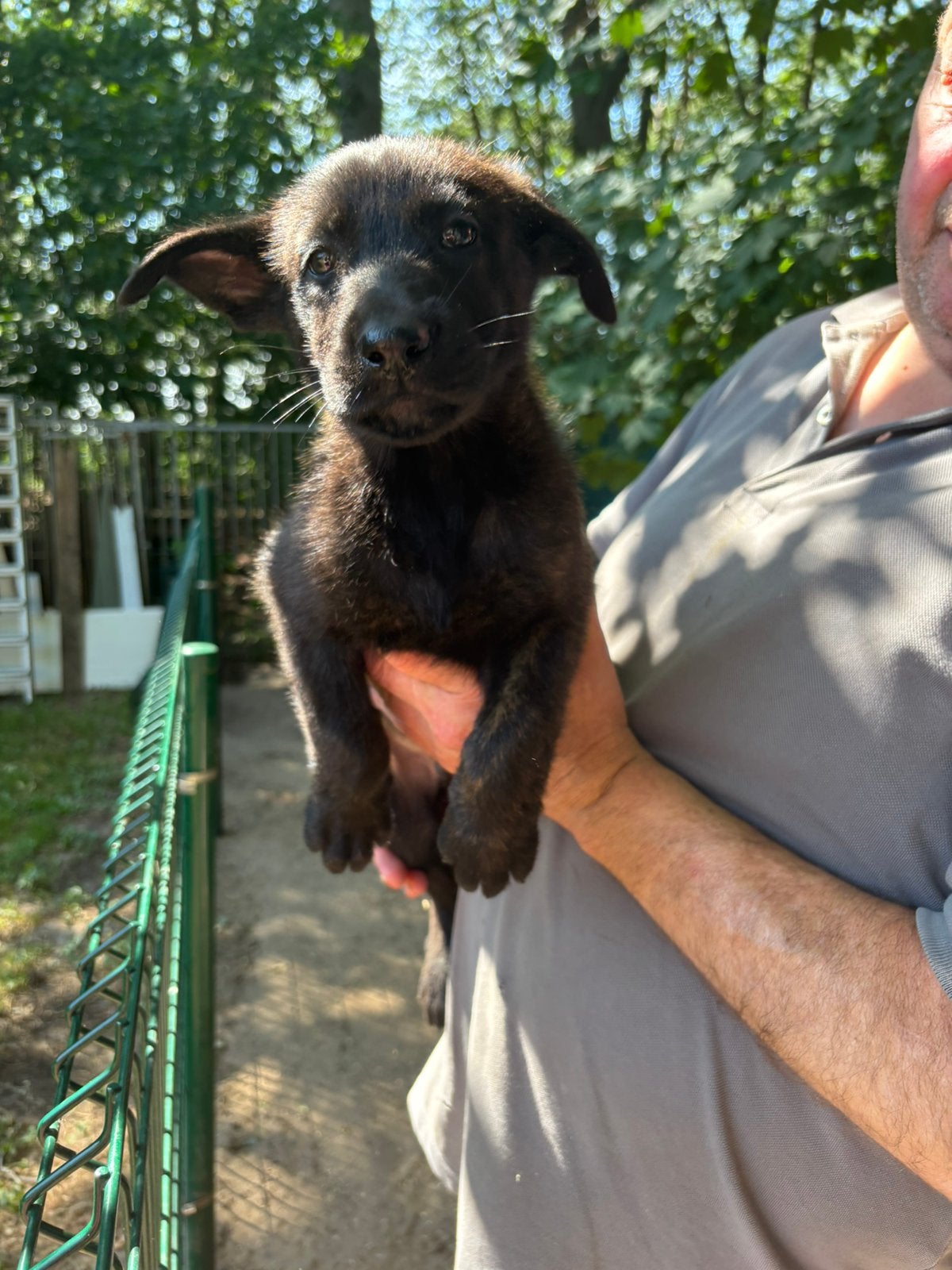 Mechelse Herder x Hollandse Herder puppy’s, Dieren en Toebehoren, Honden | Herdershonden en Veedrijvers, 8 tot 15 weken, Meerdere dieren