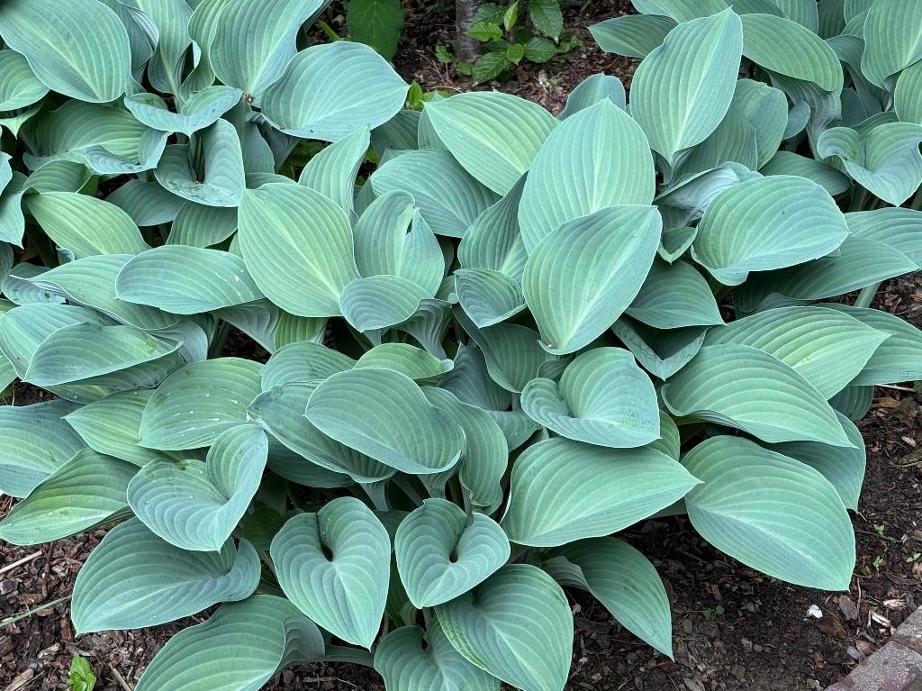 Hosta sieboldiana, Tuin en Terras, Vaste plant, Halfschaduw, Zomer, Ophalen