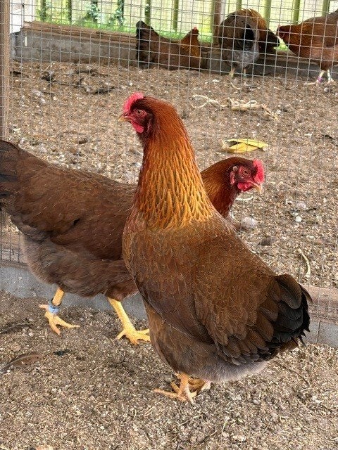 Jonge Welsumer kippen hennen groot, Dieren en Toebehoren, Pluimvee, Vrouwelijk, Kip