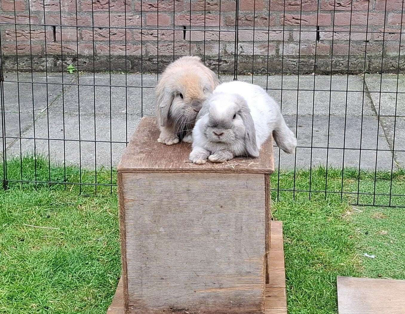 4 minilops te koop (drie rammetjes en één voetster), Dieren en Toebehoren, Mannelijk