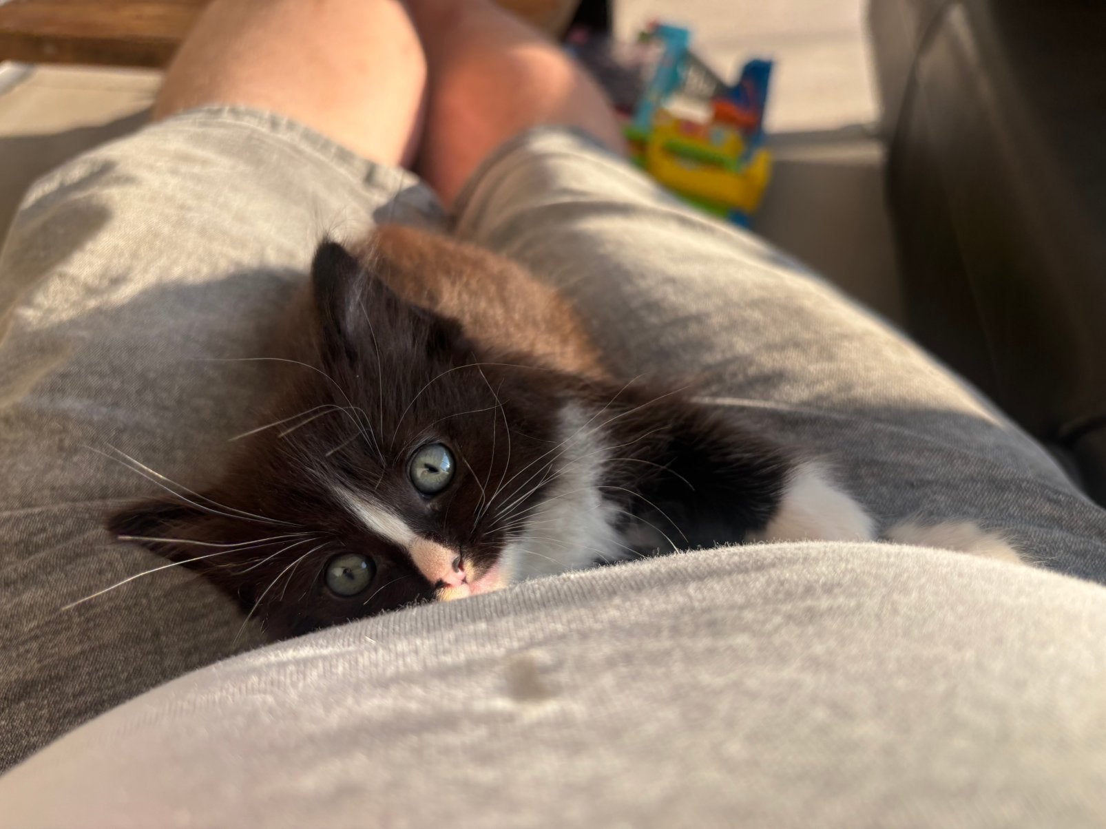 Langharige schoot kittens 150 euro per stuk, Kater