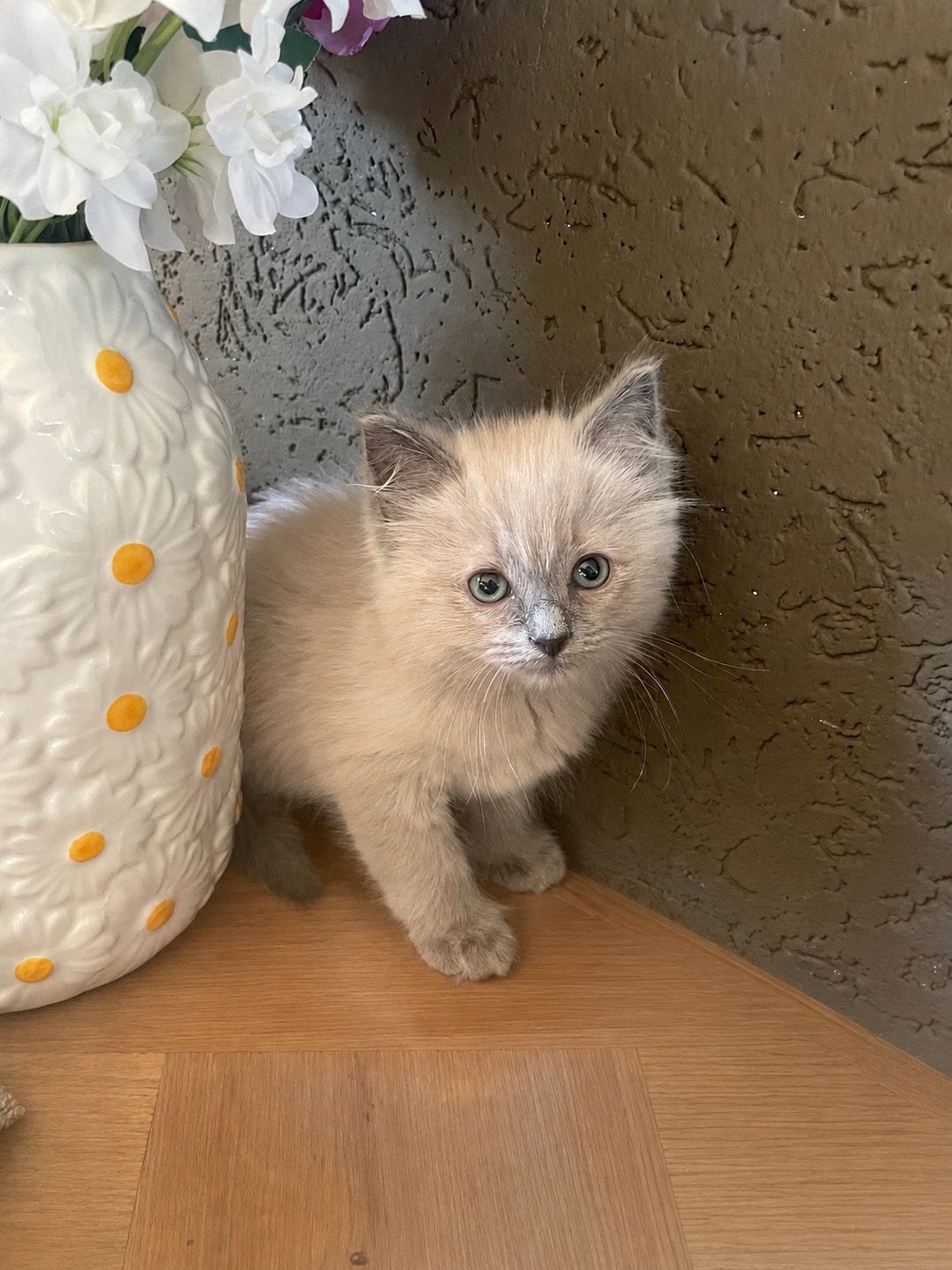 lieve ragdoll kittens, raszuiver huiselijk opgevoed., Dieren en Toebehoren, Meerdere dieren, Ingeënt