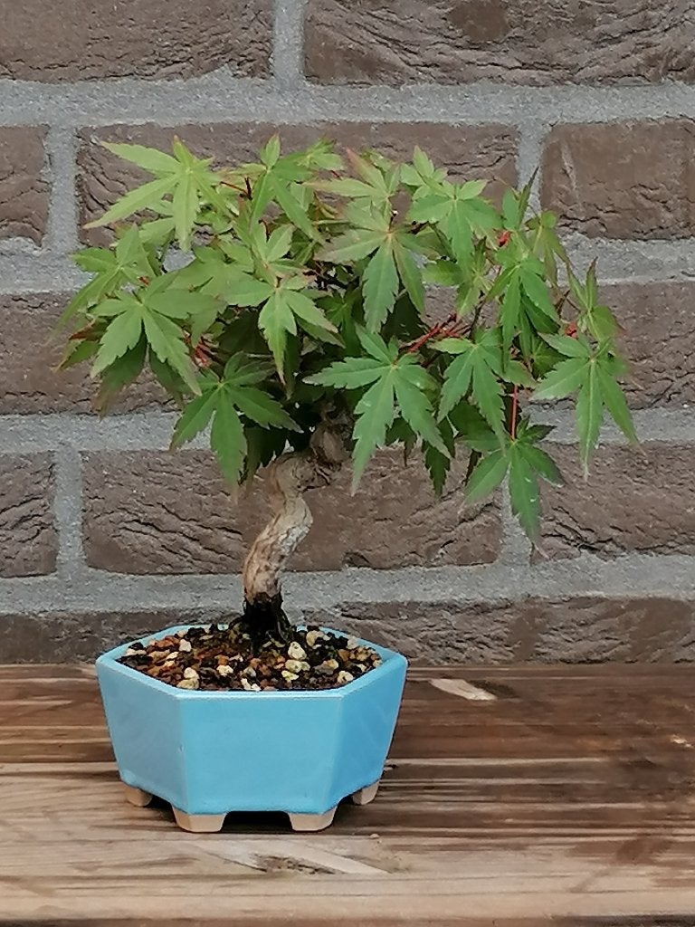 Bonsai shohin, Tuin en Terras, Planten | Bomen, Ophalen, Bloeit niet, Halfschaduw, Overige soorten