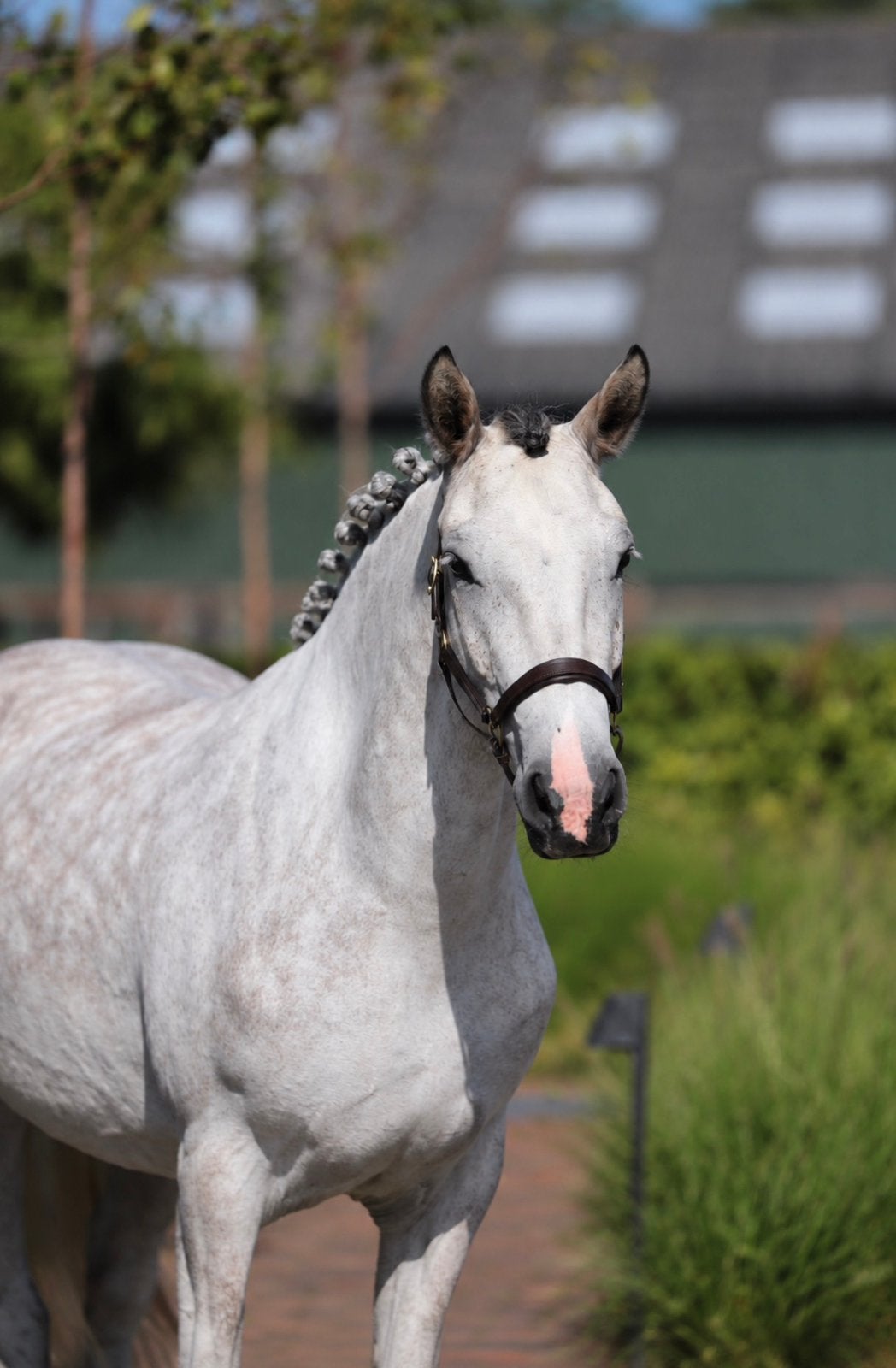 Stoere schimmel merrie, Connemara mix Geboren 2023, Dieren en Toebehoren, Merrie, Onbeleerd, E pony (1.48m - 1.57m), 3 tot 6 jaar