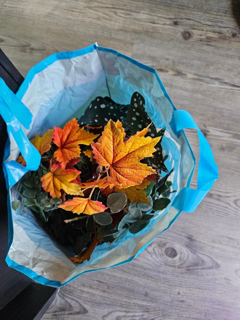 Terrarium benodigdheden, Ophalen, Zo goed als nieuw, Tak, Plant, Rots of Steen