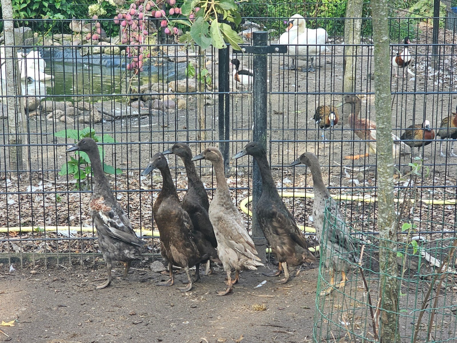 6 Indische loopeenden