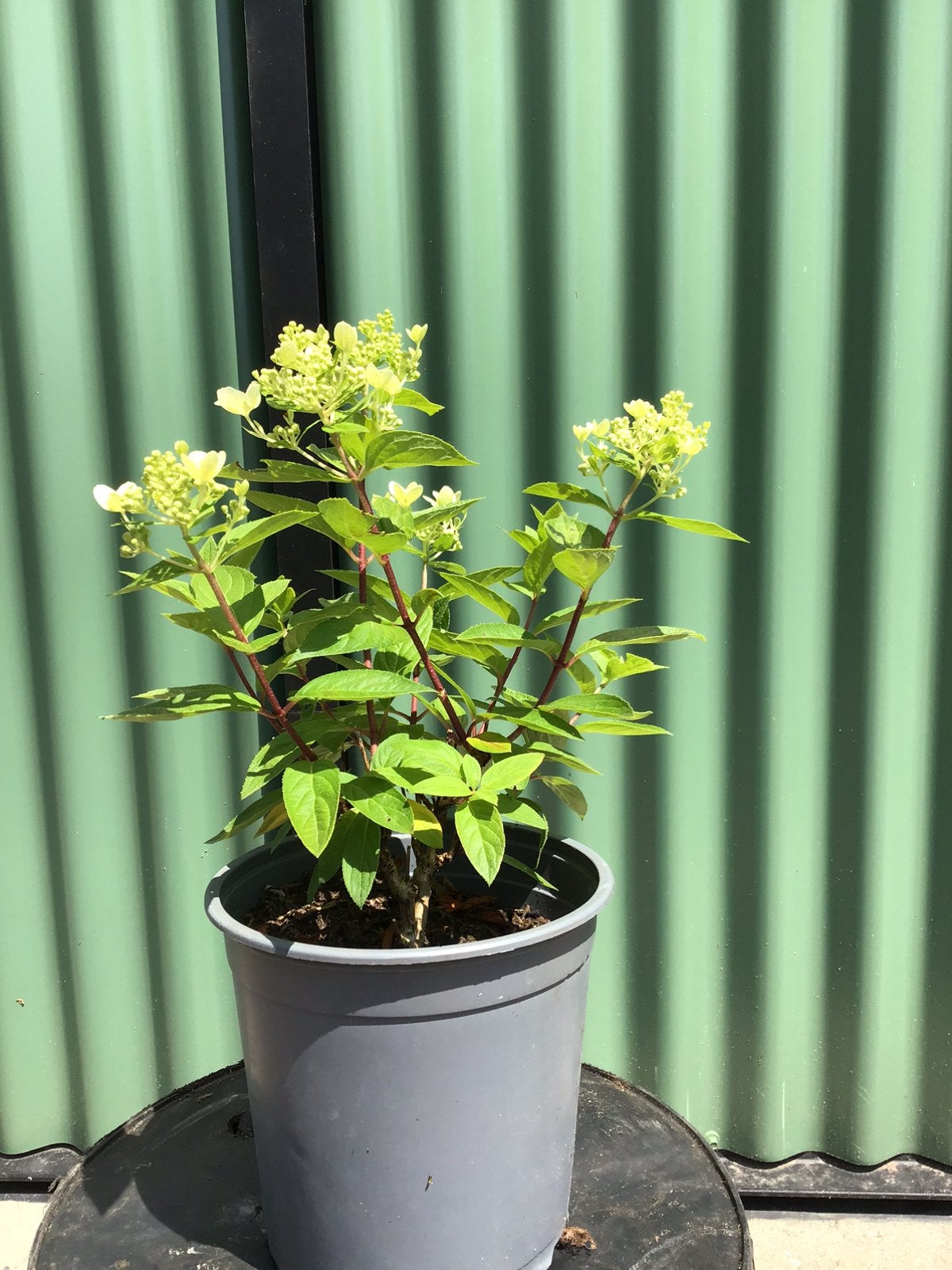 Hydrangea paniculata ‘Pastelgreen’ 30/40 cm zonder pot, Ophalen, Overige soorten, Halfschaduw