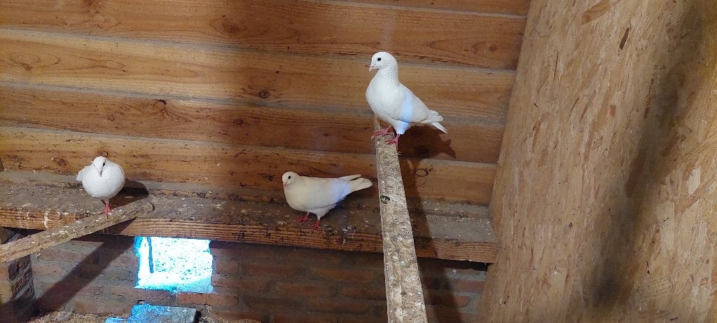 Duiven, Dieren en Toebehoren, Vogels | Duiven, Meerdere dieren, Overige soorten